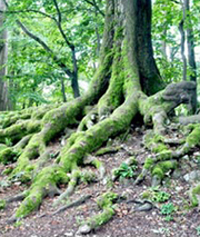seine Wurzeln finden Polarity-Übung: sich erden, Polarität Mensch- Erde, Wurzelübug, spirituelle Übung, Heilung, Mutter Erde